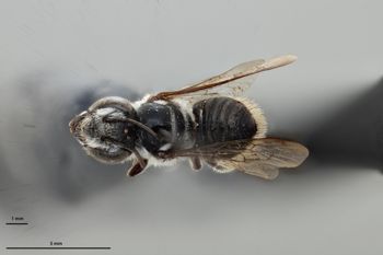 Media type: image;   Entomology 786112 Aspect: habitus dorsal view